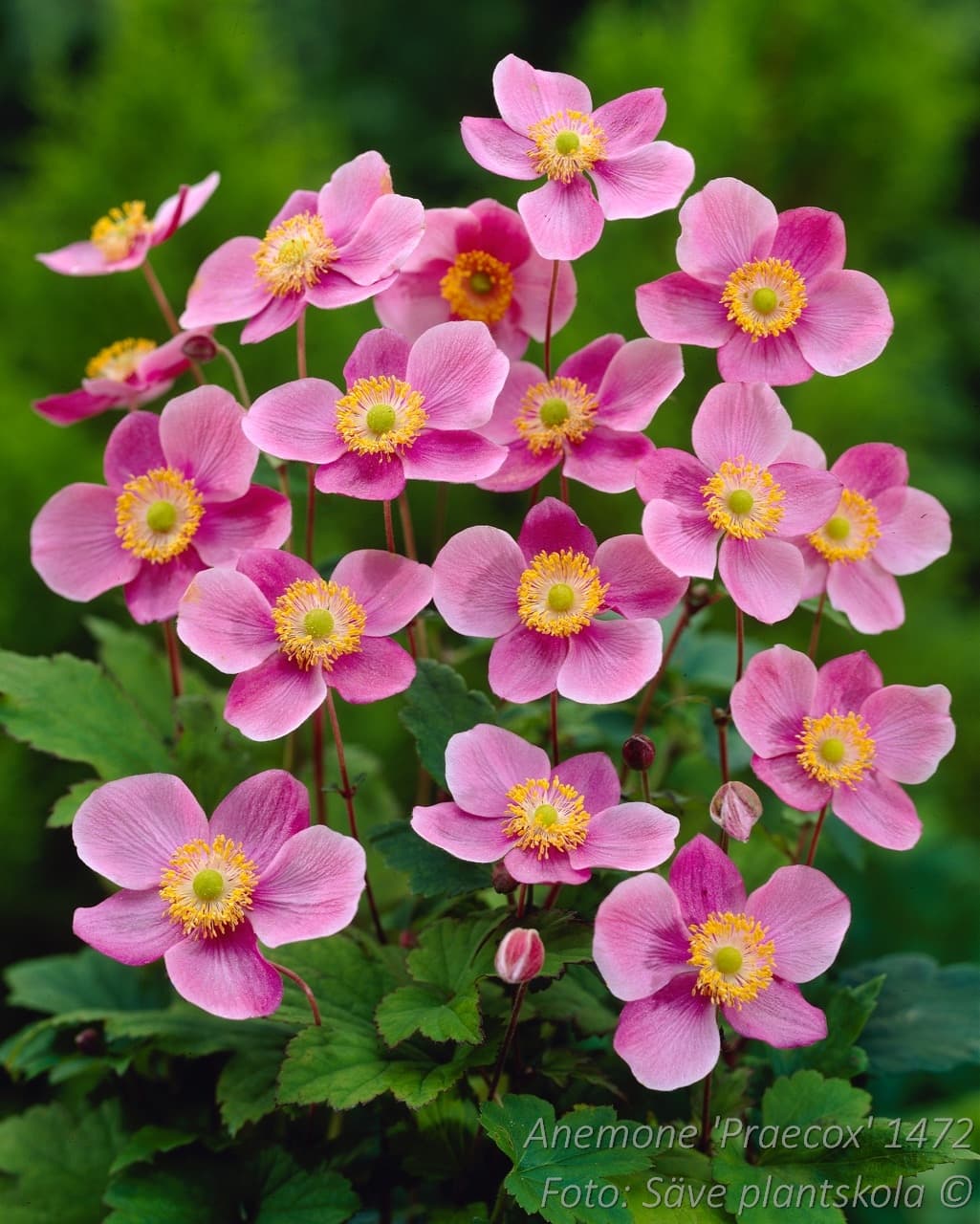 Anemone hybrida 'Praecox'
