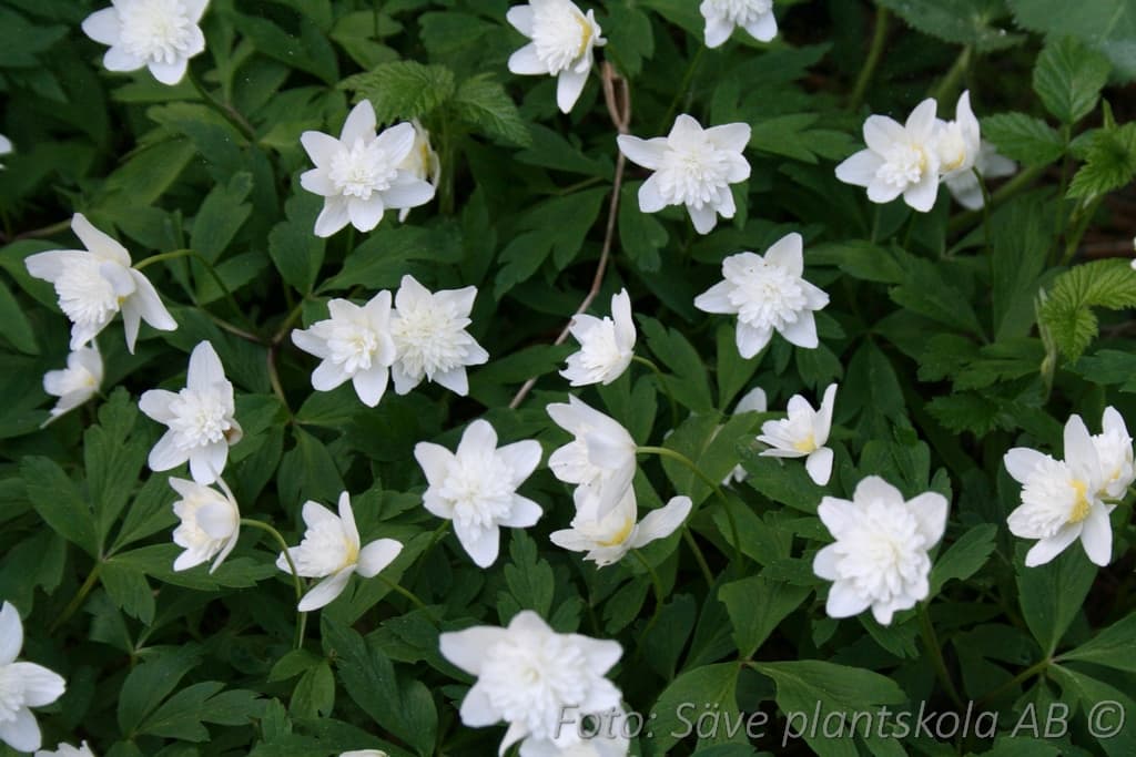 Anemone nemorosa  'Vestal'