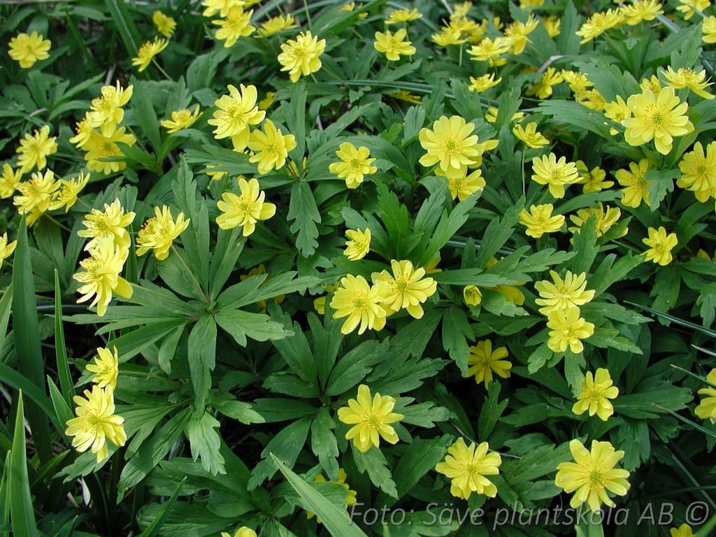 Anemone ranunculoides 'Semiplena'