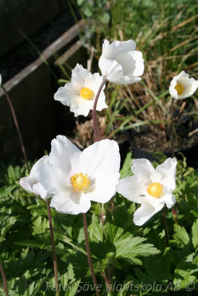 Anemone sylvestris