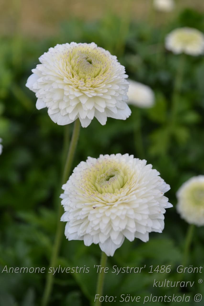 Anemone sylvestris 'Tre Systrar' Grönt kulturarv ®