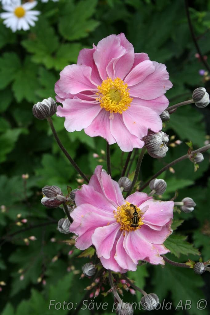 Anemone tomentosa 'Septemberglanze'