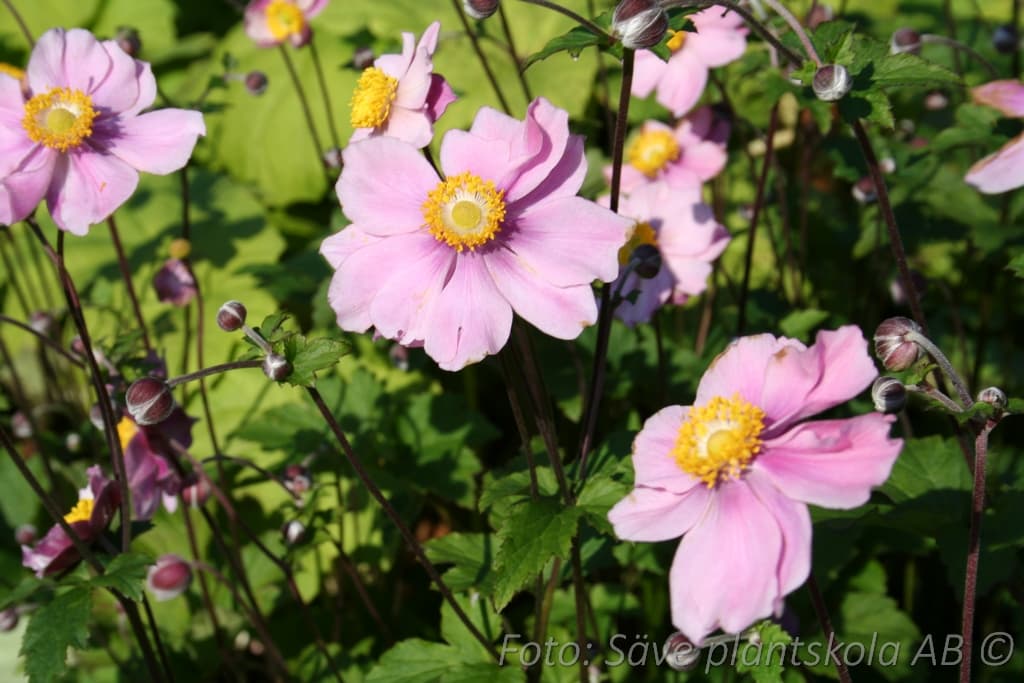 Anemone tomentosa  'Robustissima'