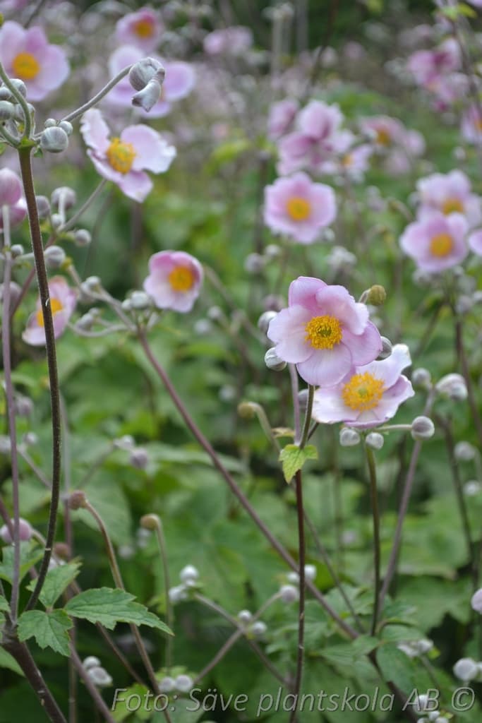 Anemone tomentosa 'Föräldrahemmet' GK ®