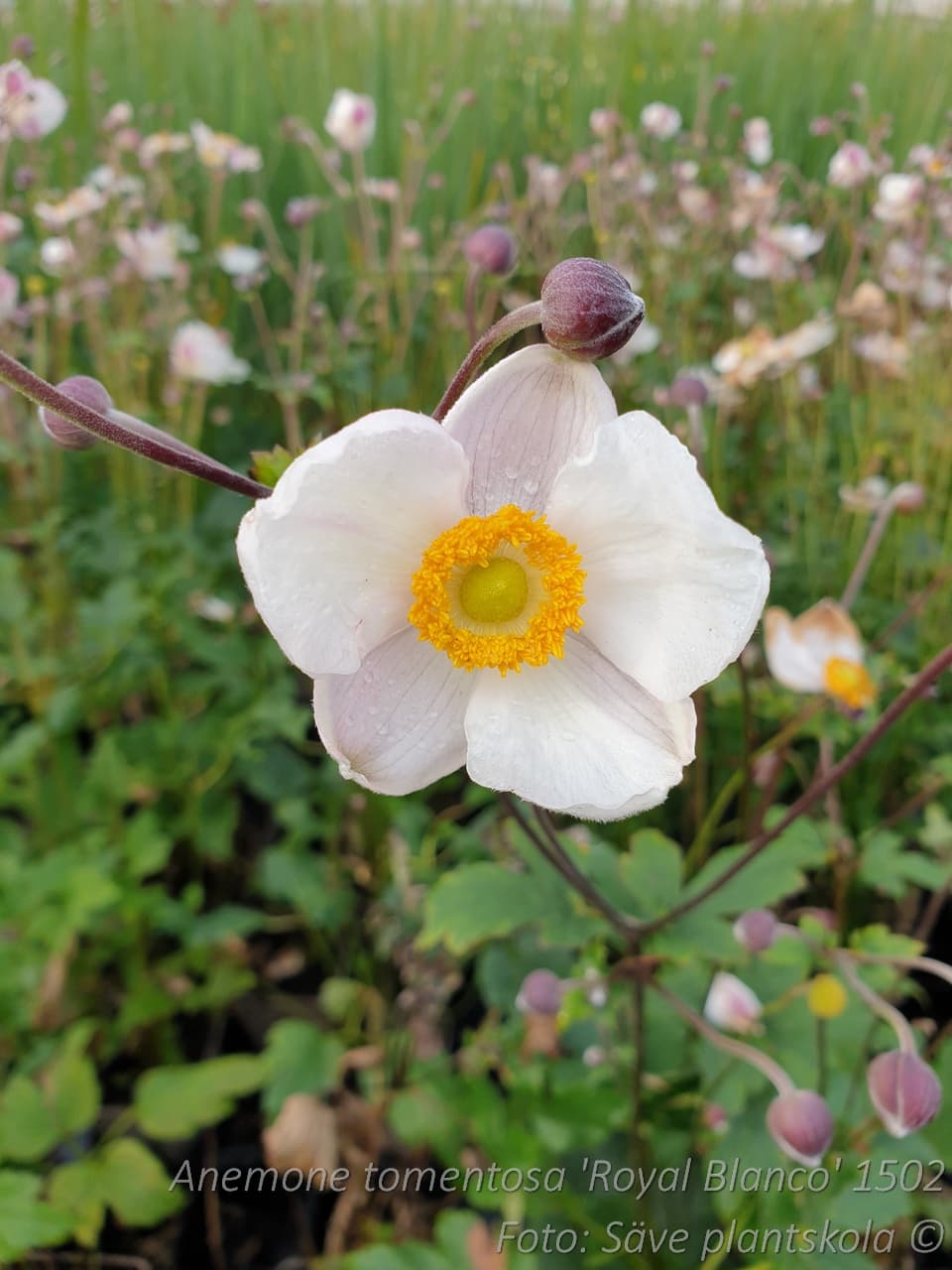 Anemone tomentosa 'Royal Blanco'