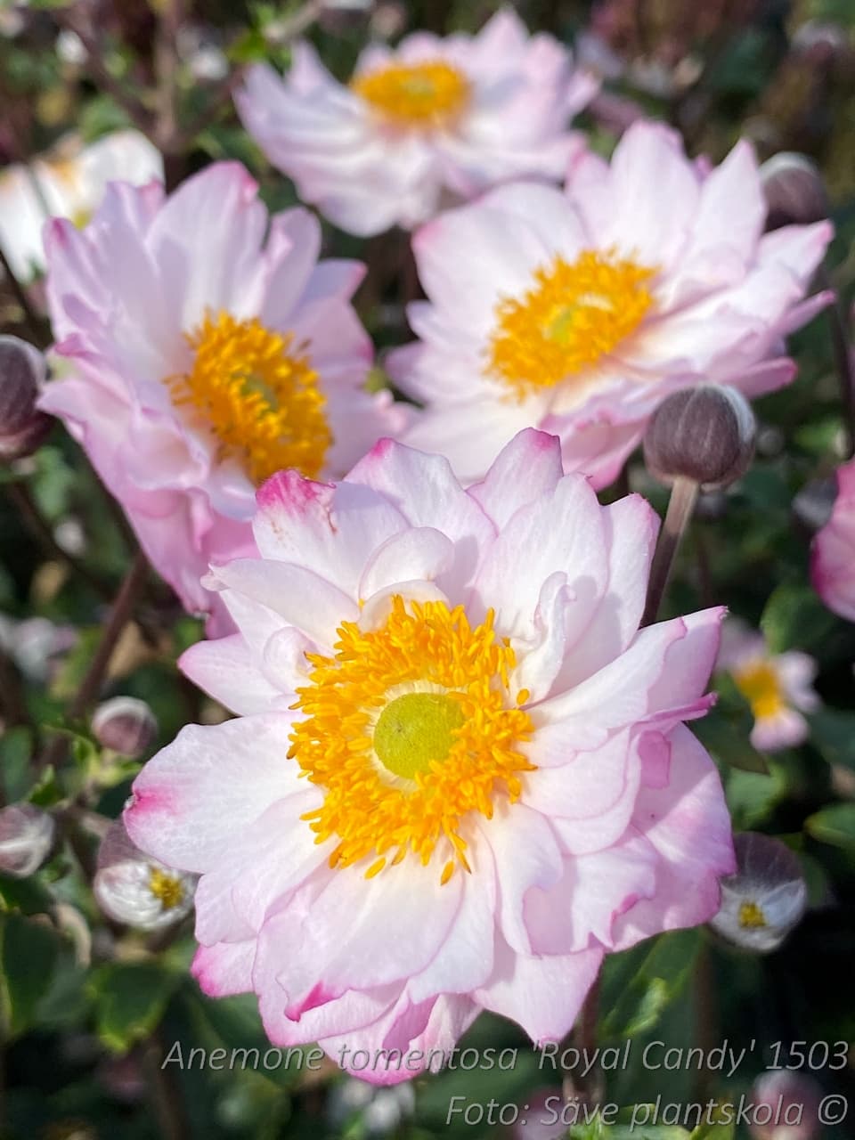 Anemone hybrida 'Royal Candy'