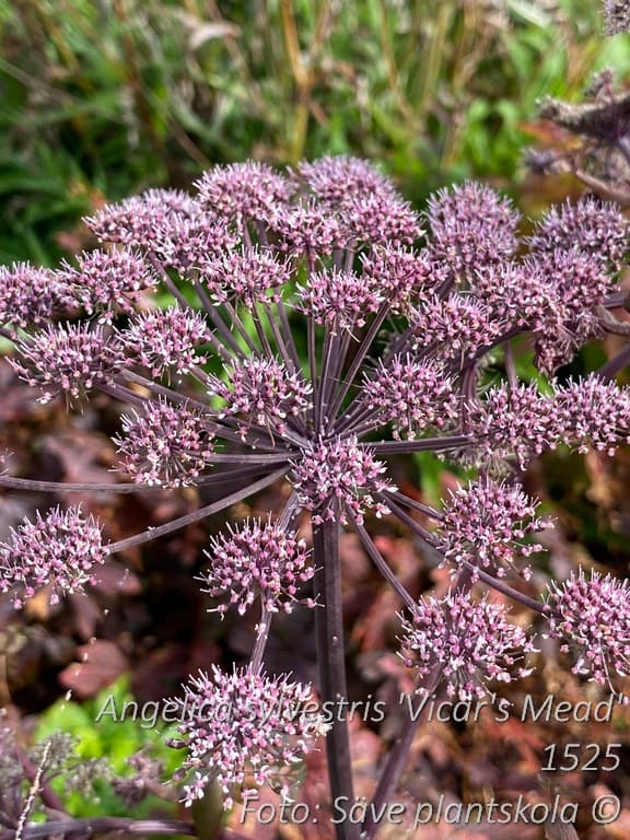 Angelica sylvestris 'Vicar's Mead'