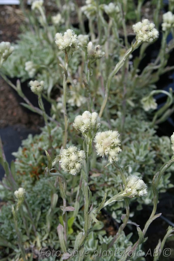 Antennaria dioica  'Borealis'