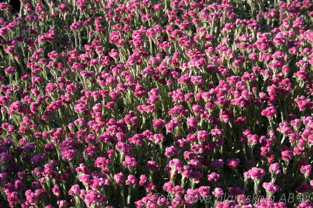Antennaria dioica  'Rotes Wunder'