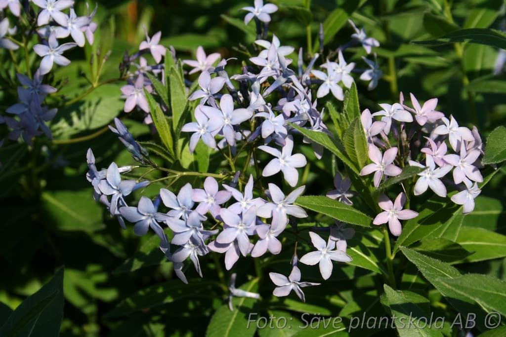 Amsonia tabernaemontana