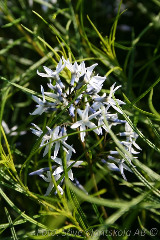 Amsonia hubrichtii