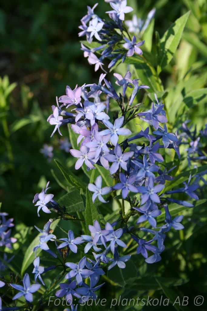Amsonia tabernaemontana 'Blue Ice'