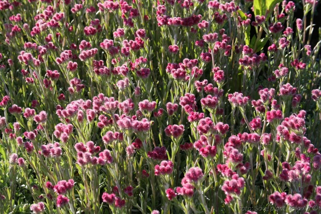 Antennaria dioica  'Rubra'
