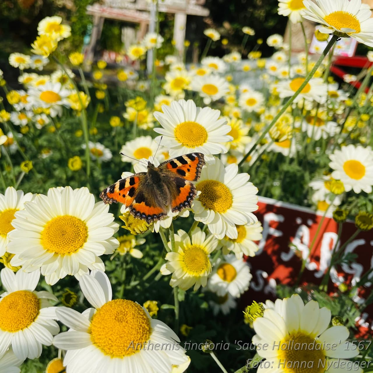 Anthemis tinctoria 'Sauce Hollandaise'