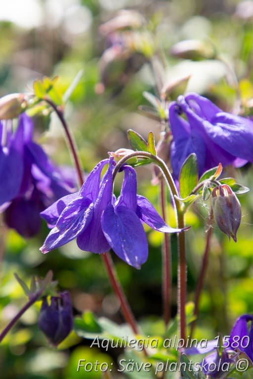 Aquilegia alpina