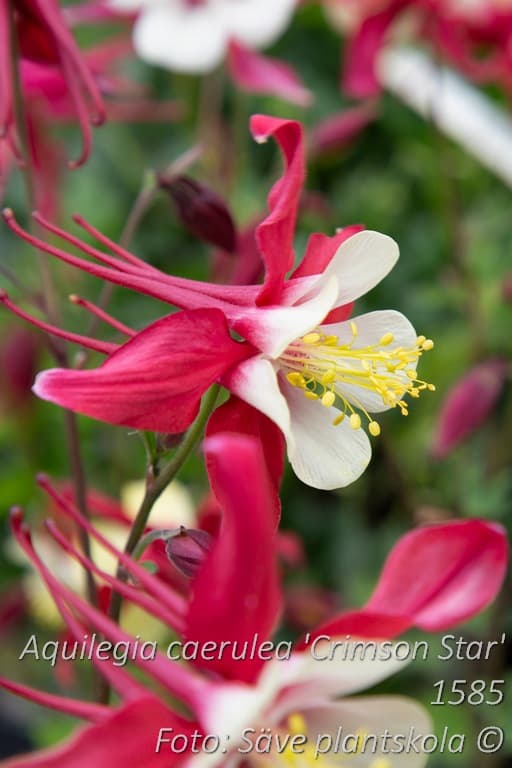 Aquilegia caerulea 'Crimson Star'