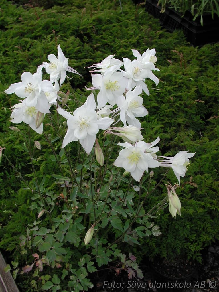 Aquilegia caerulea 'Kristall'