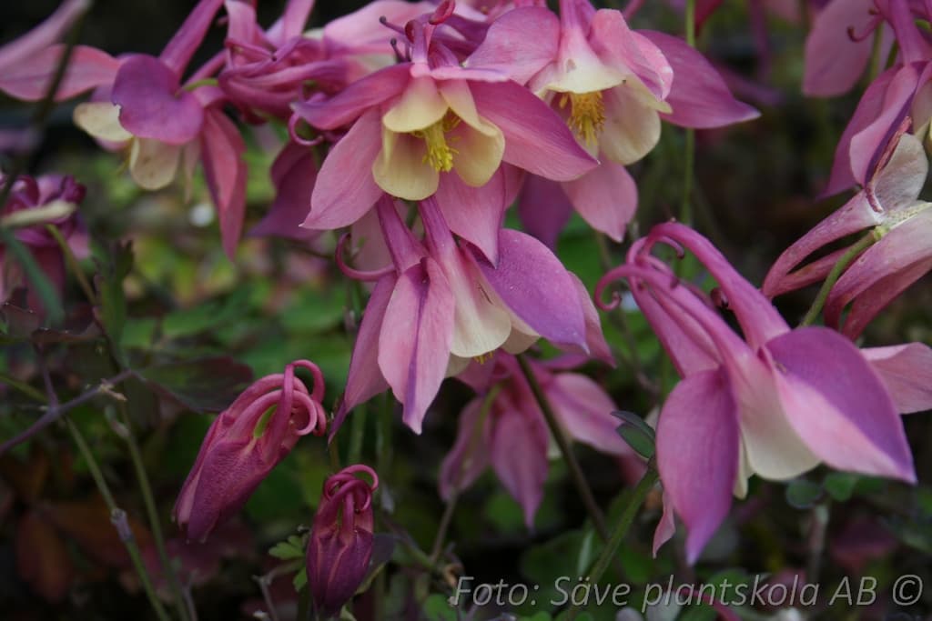 Aquilegia 'Spring Magic Red'