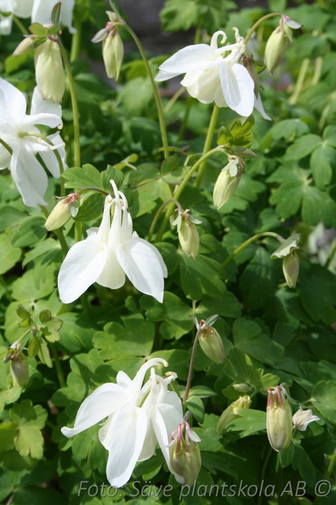 Aquilegia 'Spring Magic White'
