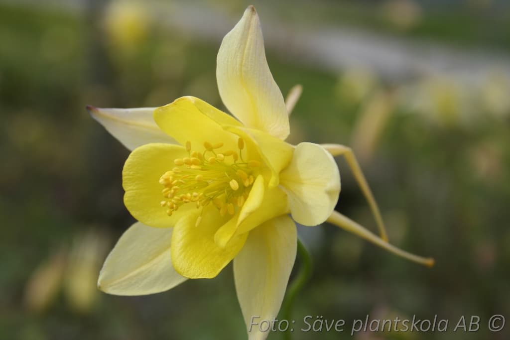 Aquilegia chrysantha  'Yellow Queen'