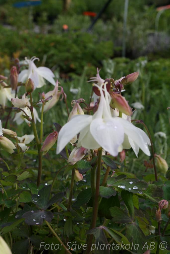 Aquilegia flabellata 'Cameo White'