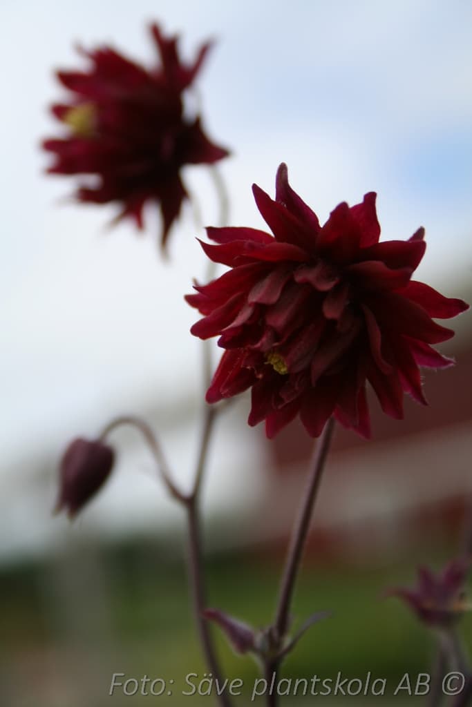 Aquilegia vulgaris stellata 'Ruby Port'