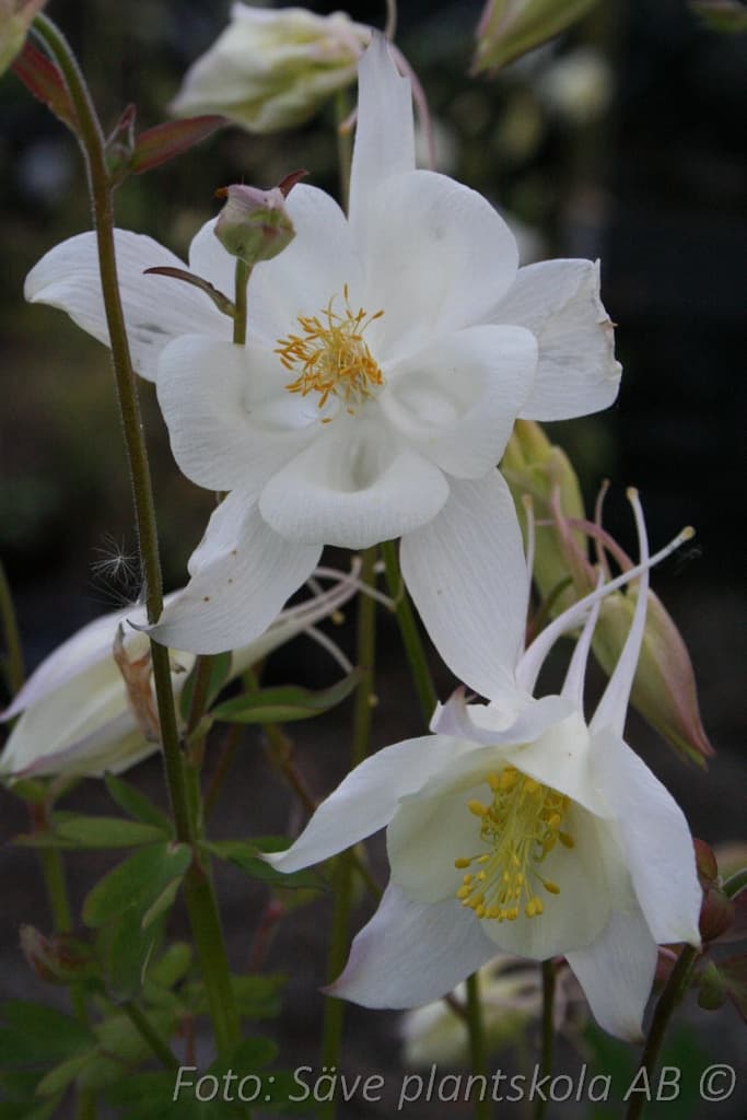 Aquilegia vulgaris 'Nivea'
