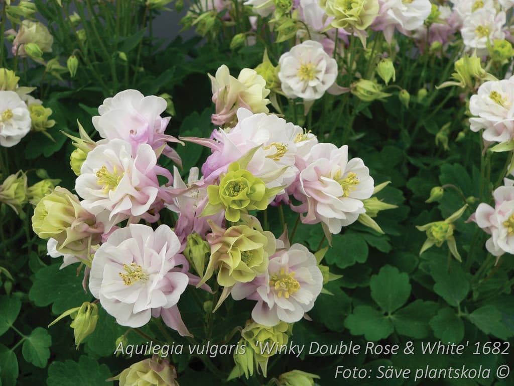 Aquilegia vulgaris 'Winky Double Rose & White'