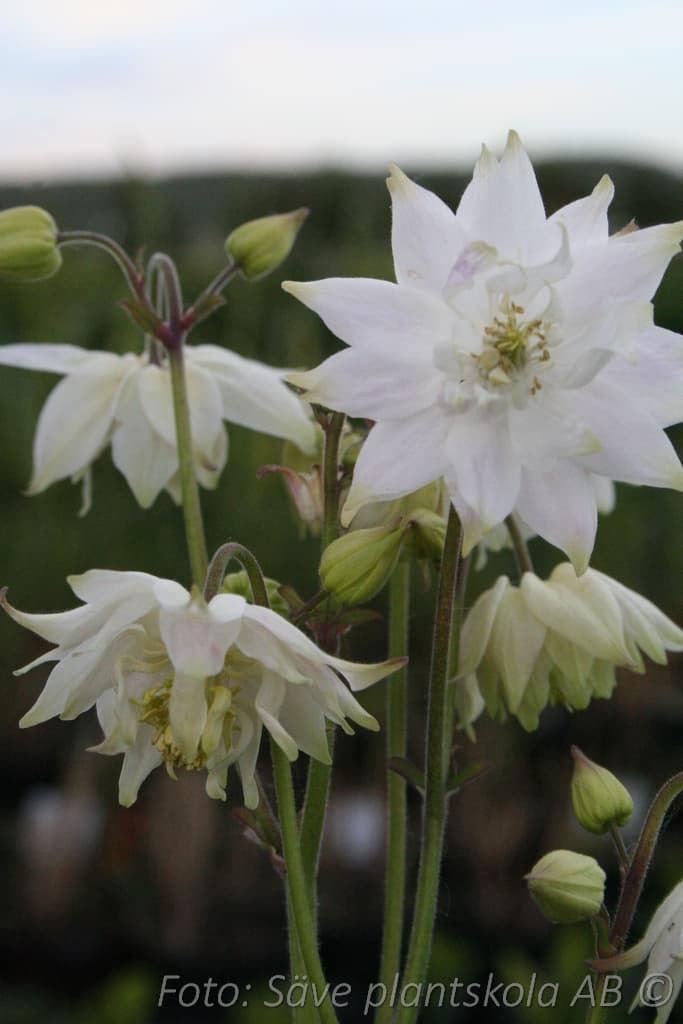 Aquilegia vulgaris stellata  'White Barlow'