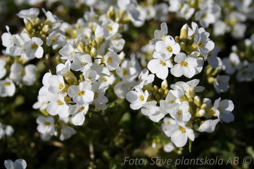 Arabis caucasica 'Snow Cap'