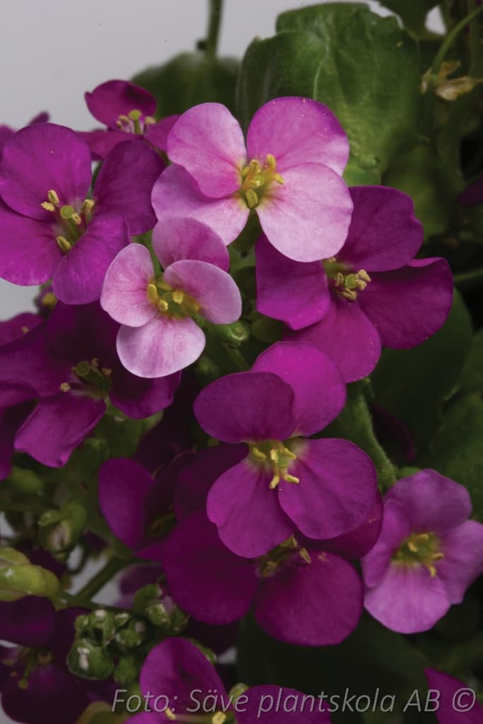 Arabis caucasica  'Little Treasure Deep Rose'