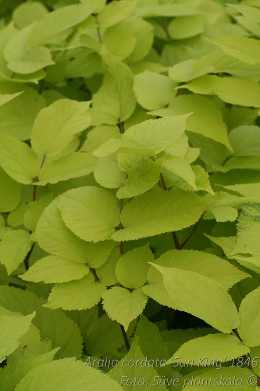 Aralia cordata 'Sun King'