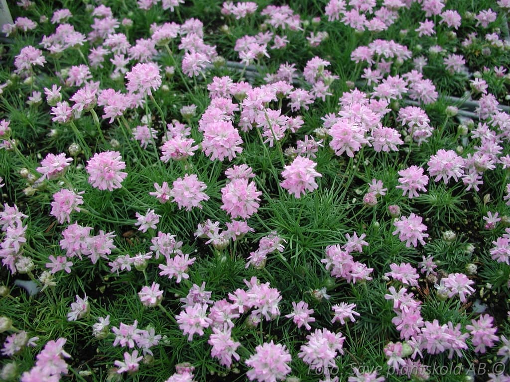 Armeria caespitosa