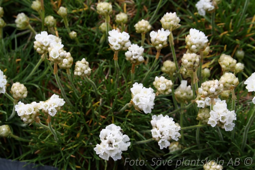 Armeria maritima  'Alba'