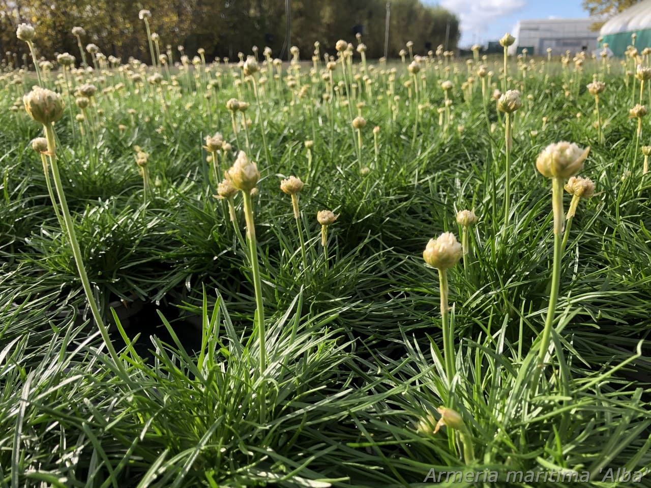 Armeria maritima  'Abbey White'