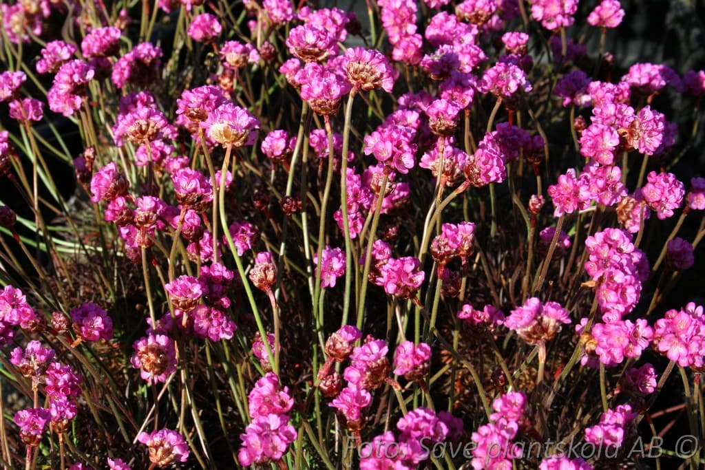 Armeria maritima 'Vesuvius'