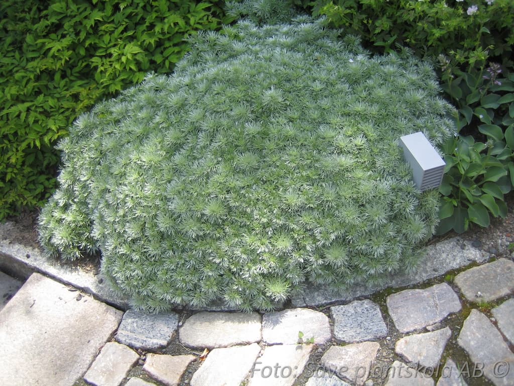 Artemisia schmidtiana 'Nana'