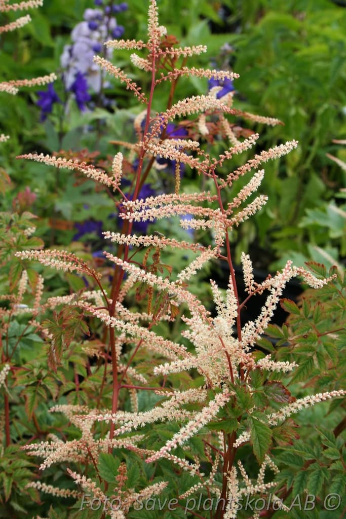Aruncus aethusifolius 'Elegance'