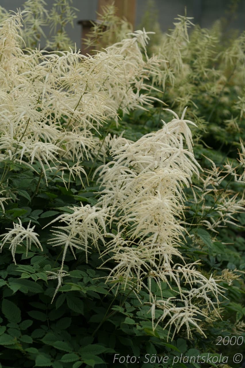 Aruncus dioicus