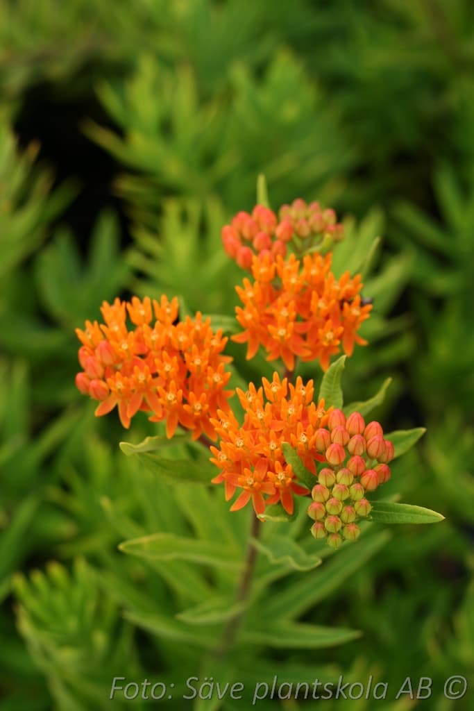 Asclepias tuberosa