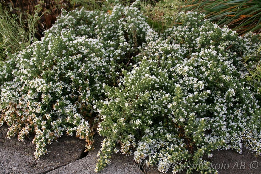 Symphyotrichum ericoides 'Snowflurry'