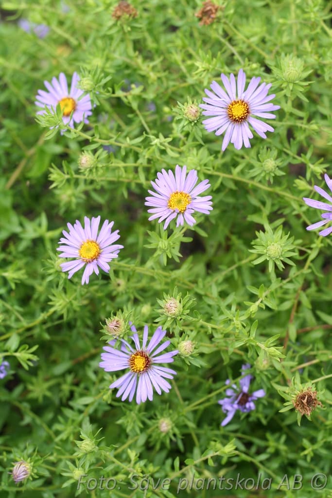 Symphyotrichum oblongifolium 'October Skies'