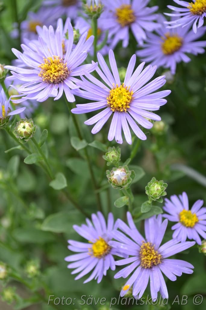 Aster amellus 'Axel Tallner' Grönt kulturarv ®