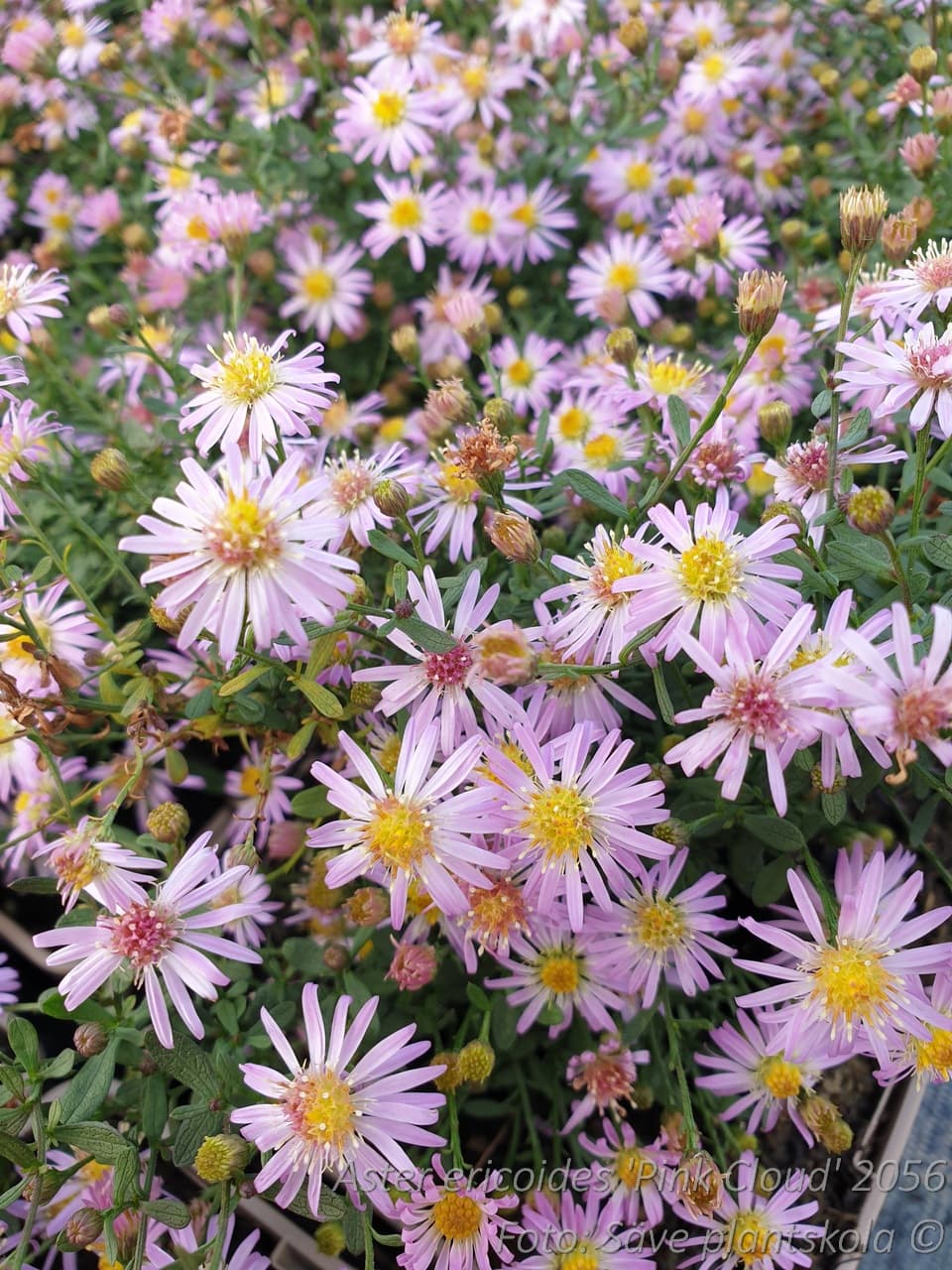 Symphyotrichum ericoides 'Pink Cloud'