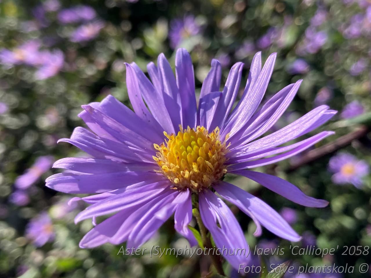 Symphyotrichum laeve 'Calliope'