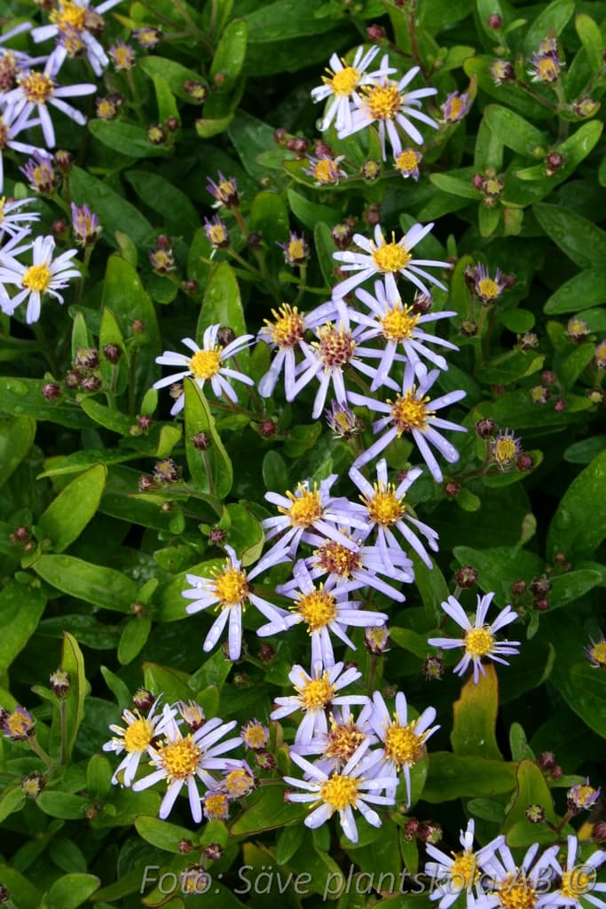 Aster ageratoides 'Nanus'