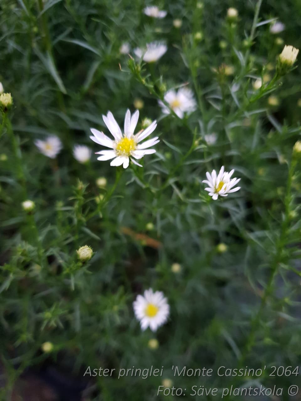 Symphyotrichum pringlei 'Monte Cassino'