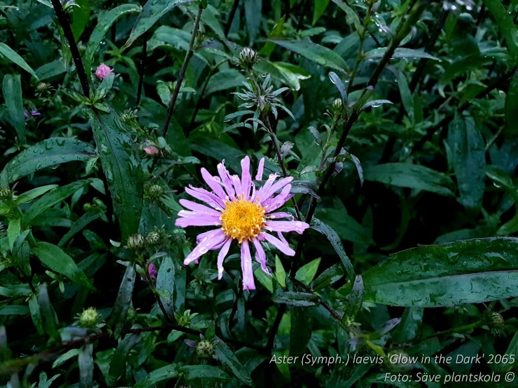 Symphyotrichum laeve 'Glow in the Dark'