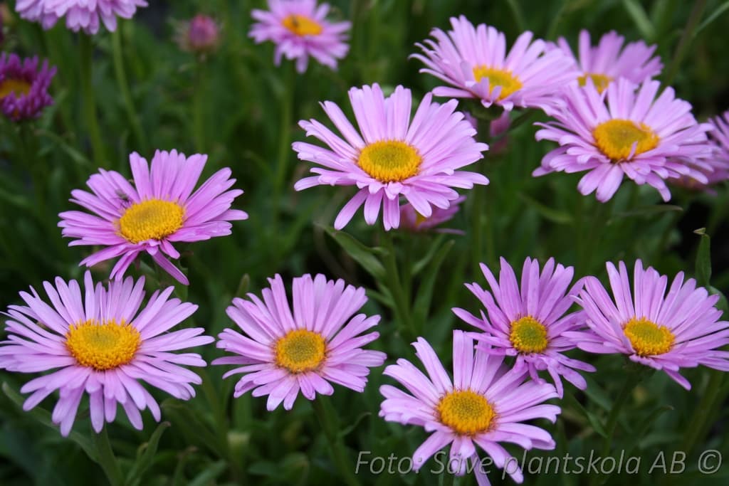 Aster alpinus 'Happy End'