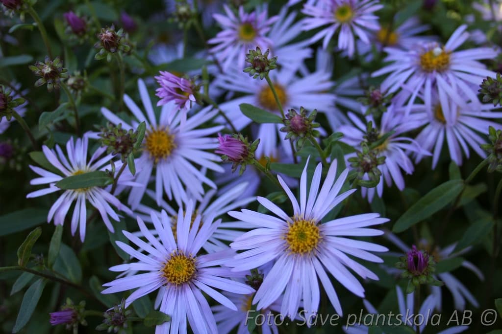 Aster amellus 'Blue King'